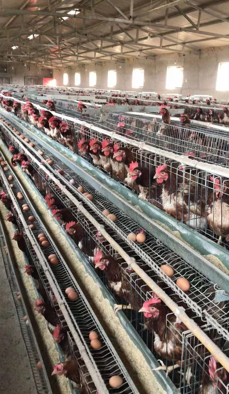 Caseta de postura con jaulas en batería, gallinas y huevos en las canaletas