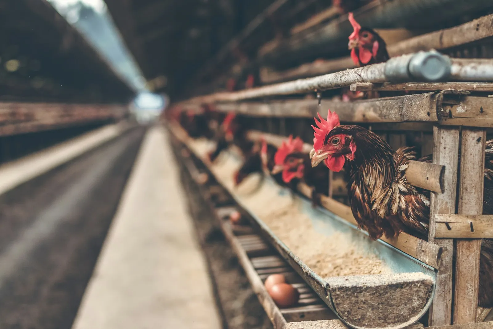 Gallinas de postura en línea de jaulas con huevos